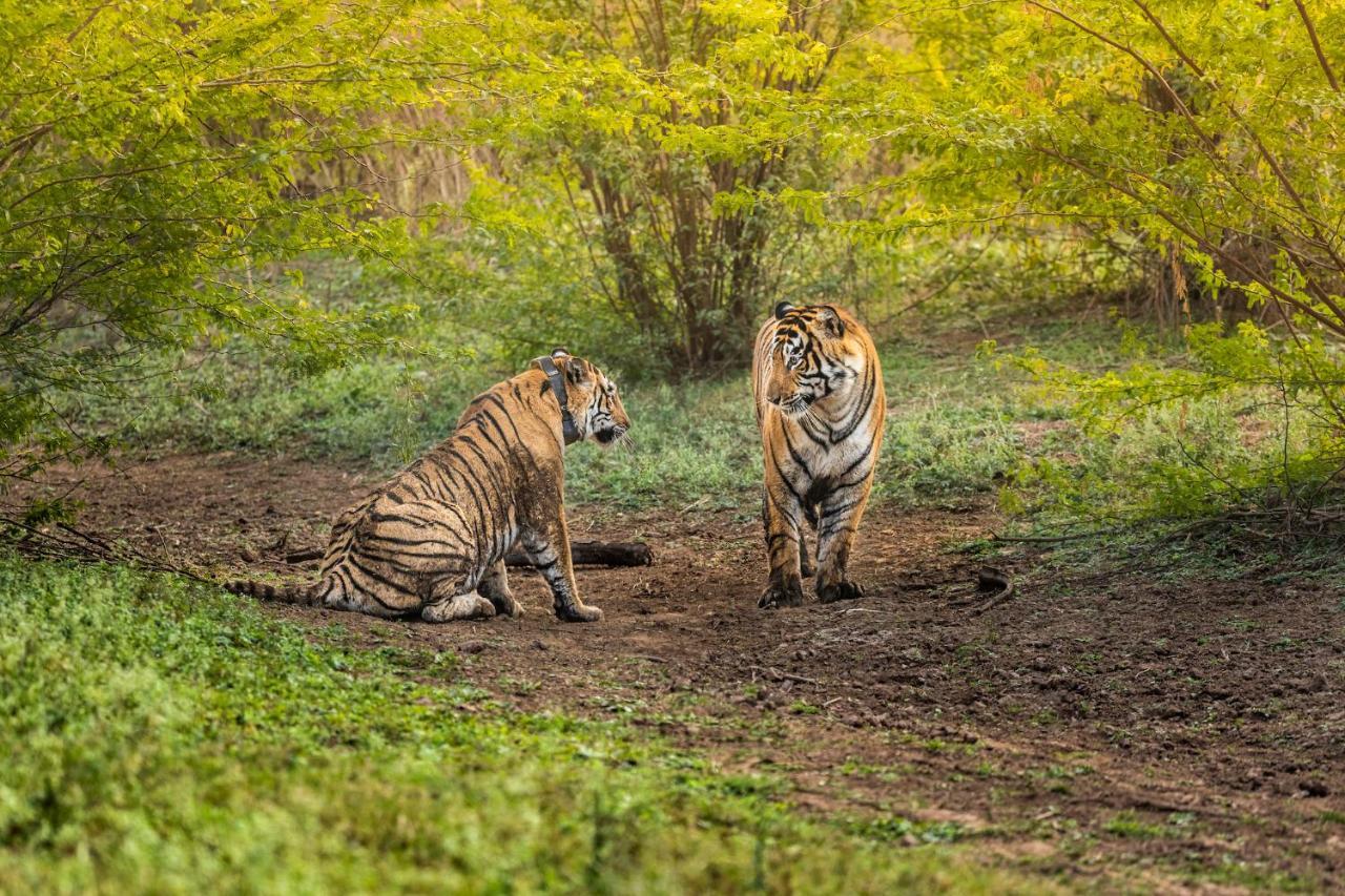Sariska Manor Luxury Cottages Tehla Eksteriør billede